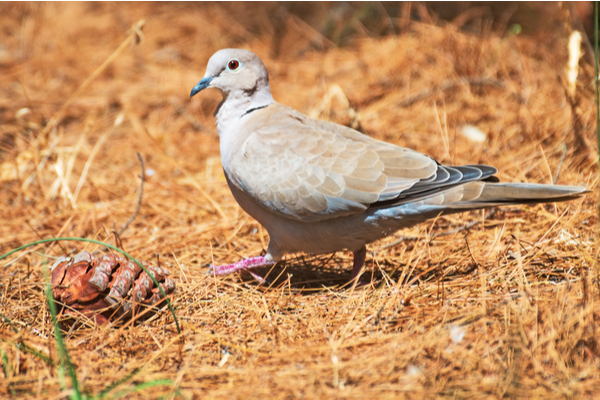 grippe-aviaire-:-il-faut-desormais-tenir-compte-de-la-chasse