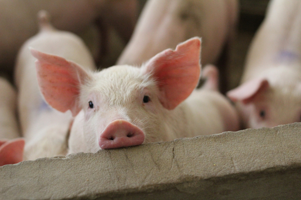 crise-de-la-filiere-porcine-:-la-msa-vous-soutient