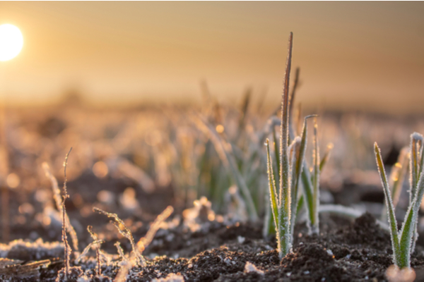 gel-et-pertes-agricoles-:-une-nouvelle-aide-financiere-!