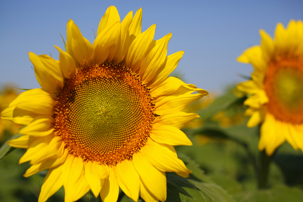 difficultes-d’approvisionnement-en-huile-de-tournesol-:-quelles-consequences-?