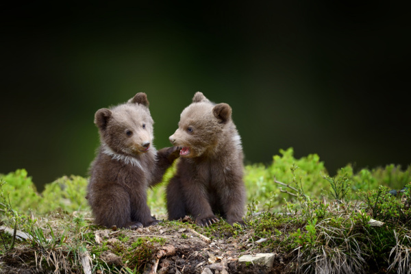 eleveurs-:-des-mesures-d’effarouchement-des-ours…-problematiques-?