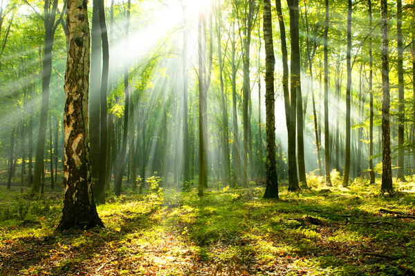 investissement-forestier-:-un-nouveau-credit-d’impot