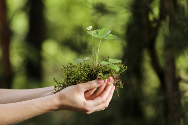 environnement-:-une-mise-au-vert-necessaire-!