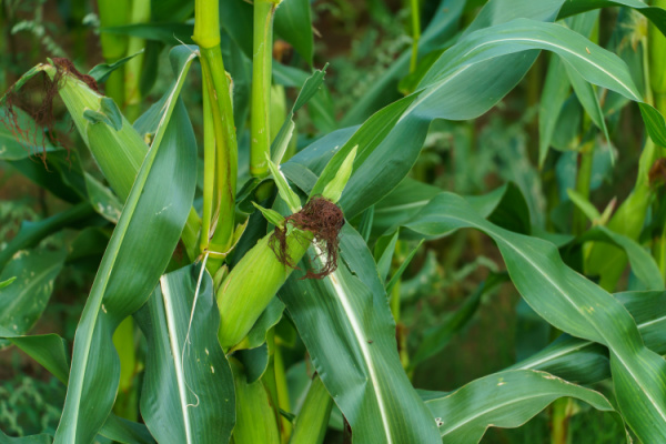 production-agricole-:-et-si-vous-n’avez-pas-applique-le-bon-taux-de-tva-?