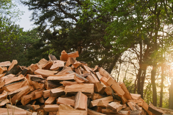 tva-pour-le-bois-de-chauffage-:-une-foret-dense-!