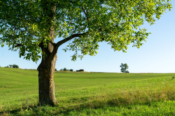 producteurs-de-cerises-et-de-noix-:-des-pertes-indemnisees-?