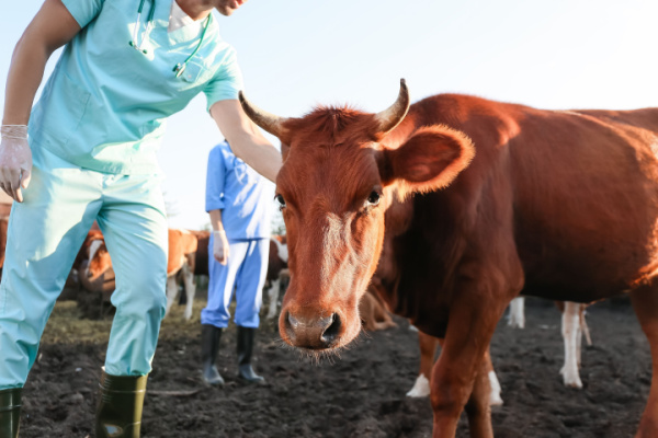 agriculteurs-:-le-dispositif-d’indemnisation-pour-la-mhe-evolue