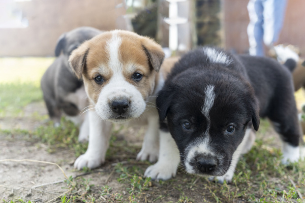 elevages-canins-:-une-question-de-distance…