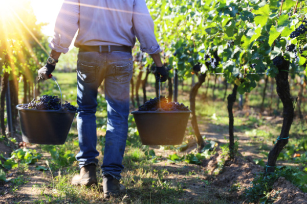 travail-saisonnier-agricole-:-la-lutte-contre-la-fraude-s’organise