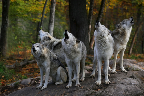 plan-loup-:-comment-proteger-les-troupeaux-?