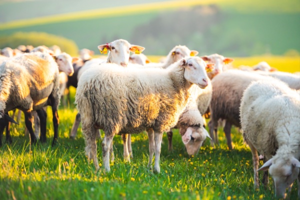 agriculture-:-vers-une-reconquete-de-la-souverainete