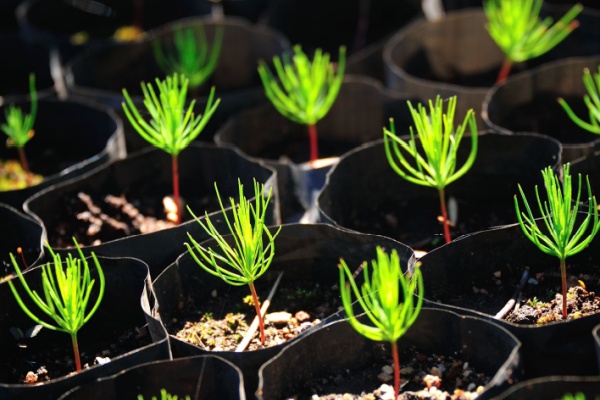 production-de-sapins-de-noel-:-de-nouvelles-regles-a-respecter-!