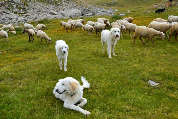 chiens-de-protection-des-troupeaux-:-du-nouveau-!